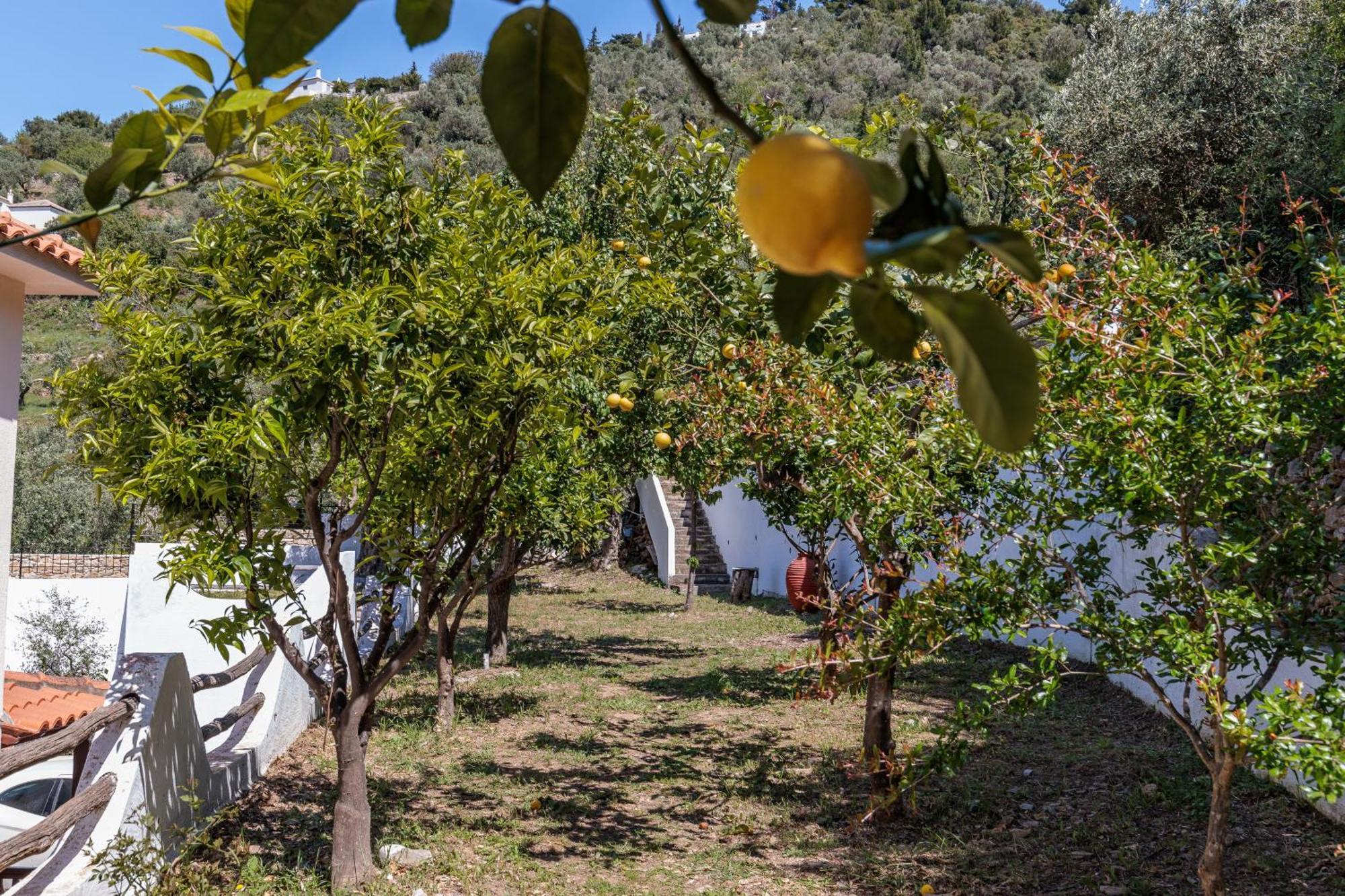 Naiades Superior Apartments In Skopelos With Sea View Close To The Town Dış mekan fotoğraf